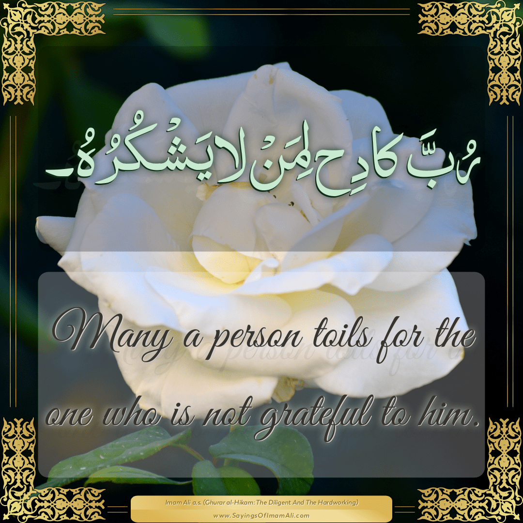 Many a person toils for the one who is not grateful to him.